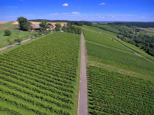 An aerial view of a vineyard and a road.